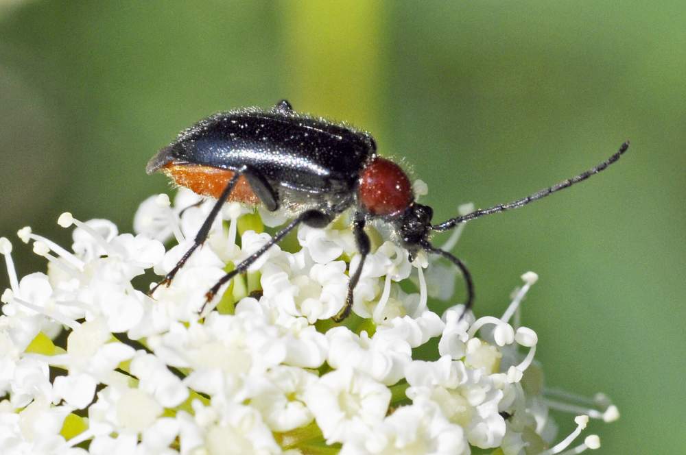 Dinoptera collaris (Cerambycidae)